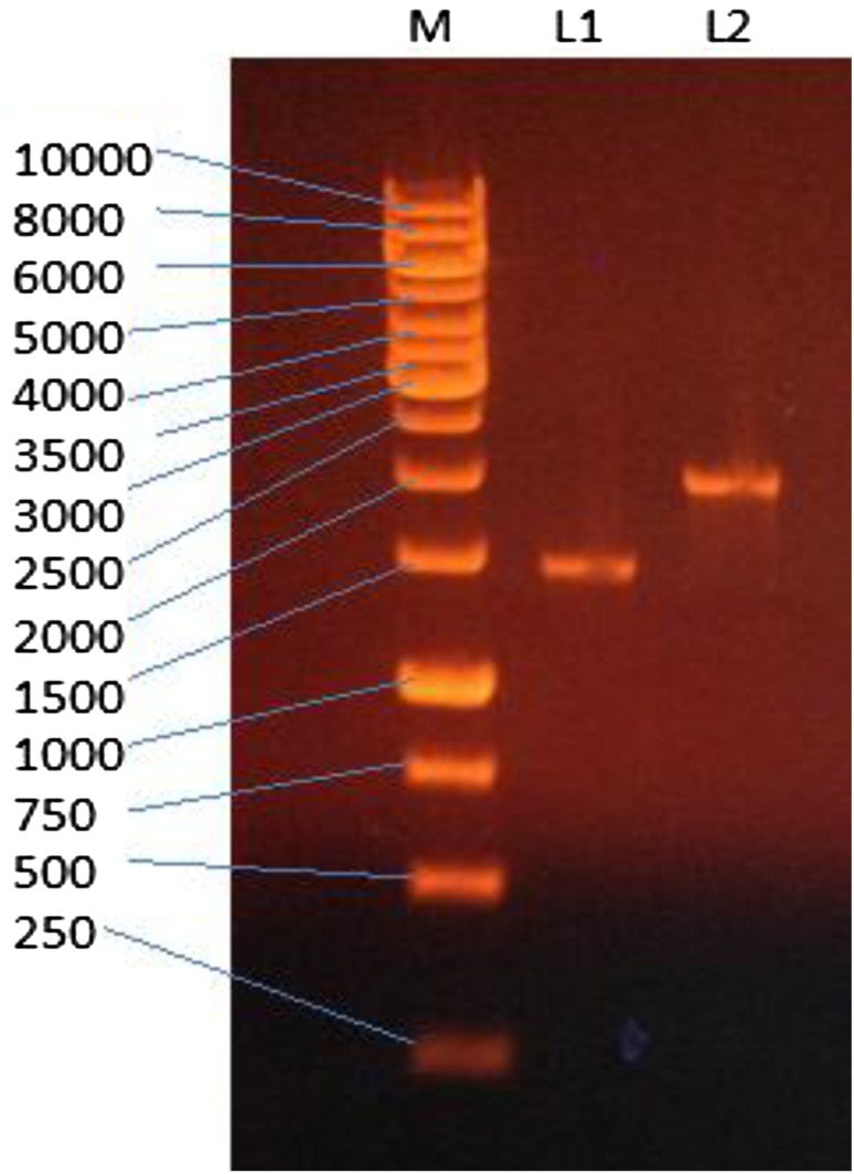 Fig. 5