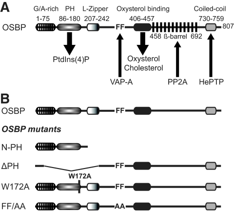 FIG. 2.