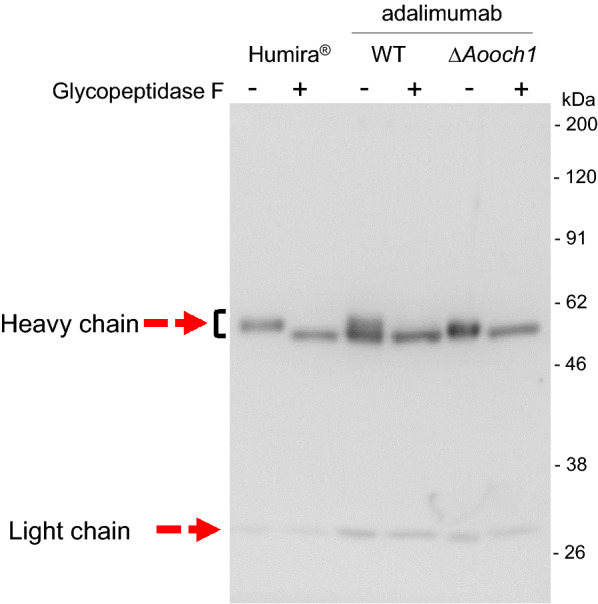 Fig. 7