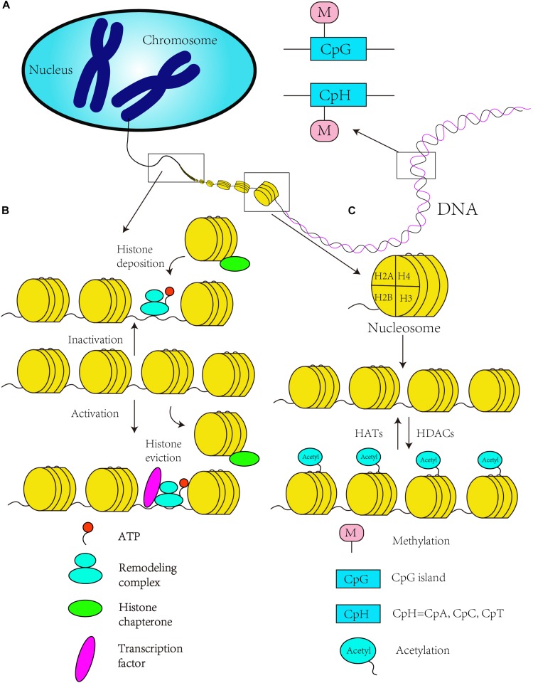 FIGURE 1