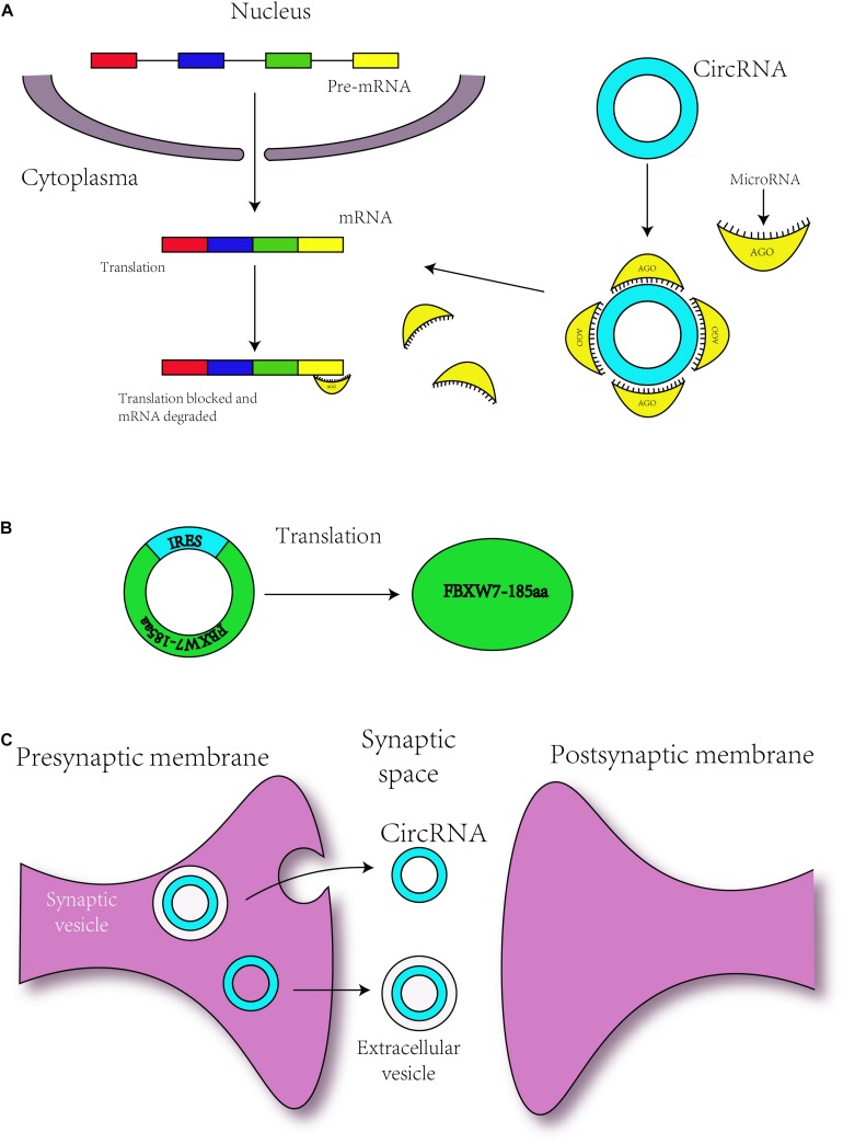 FIGURE 3