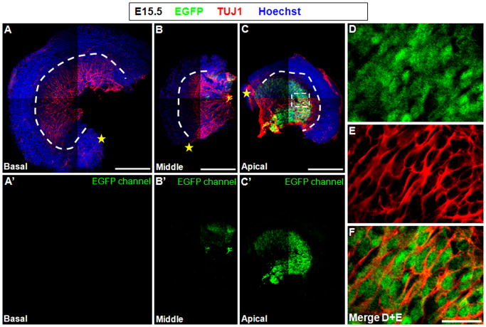 Figure 4