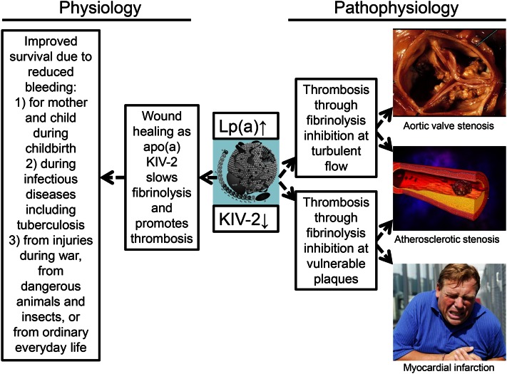 Fig. 11.