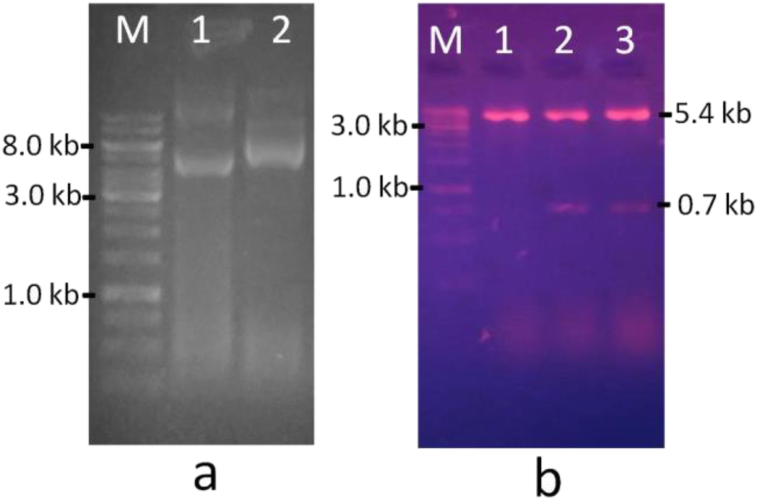 Figure 1