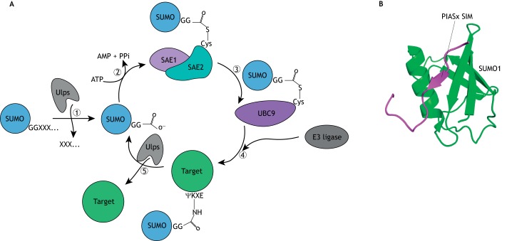 Fig. 1.