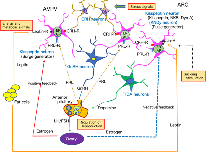 FIGURE 4