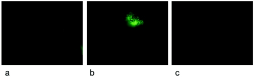 FIG. 7.