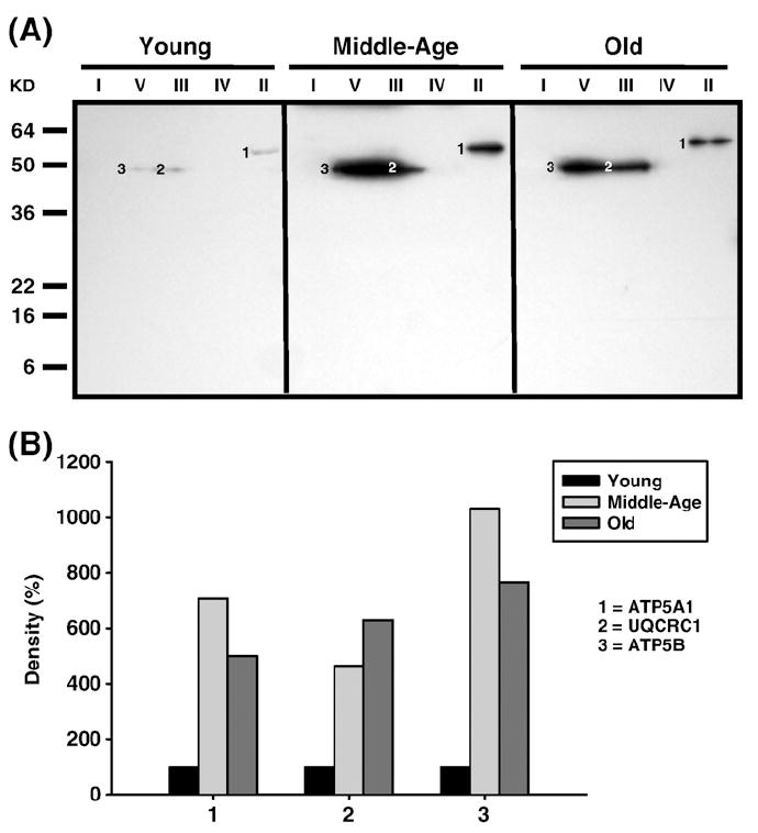 Fig. 9