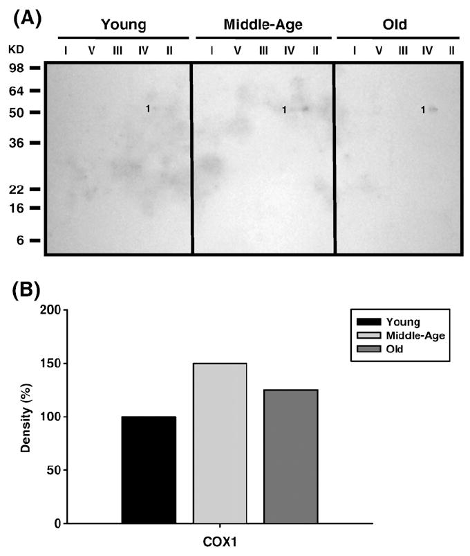 Fig. 11