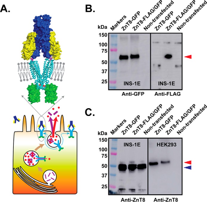 FIGURE 1.