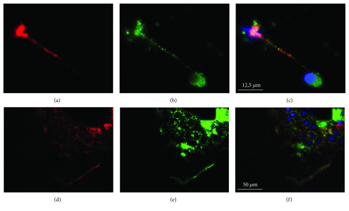 Figure 6