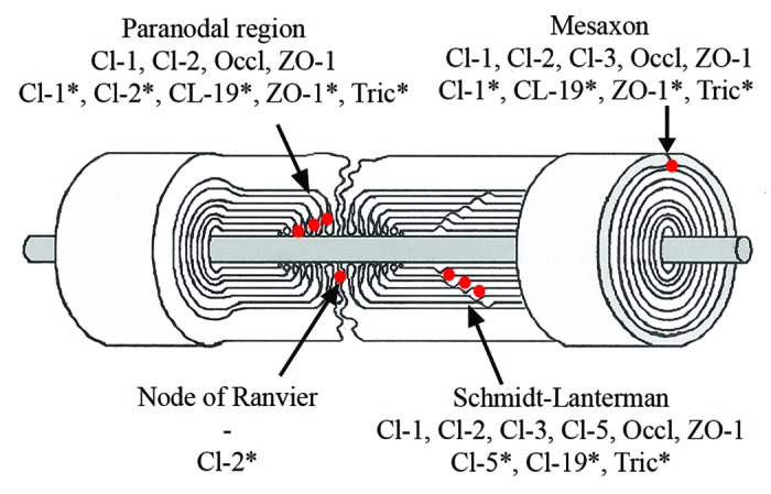 graphic file with name tisb-1-e24956-g2.jpg