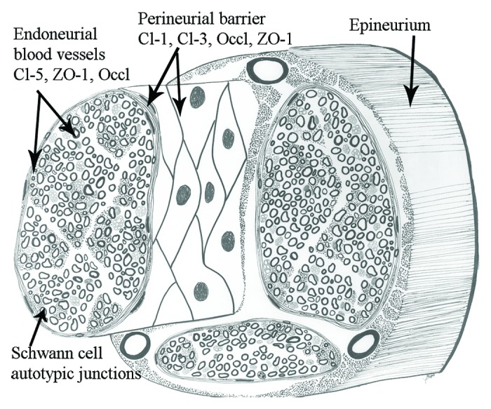 graphic file with name tisb-1-e24956-g1.jpg