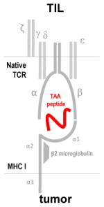 graphic file with name nihms696109t2.jpg