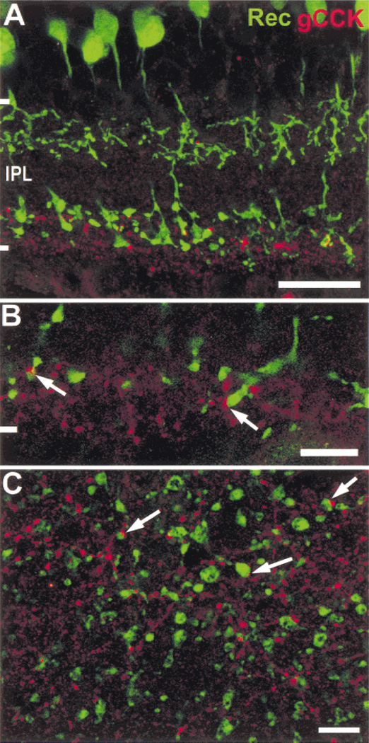 Fig. 6