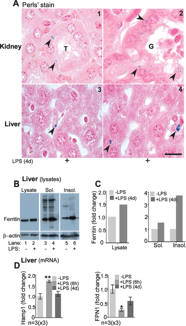 Fig. 4