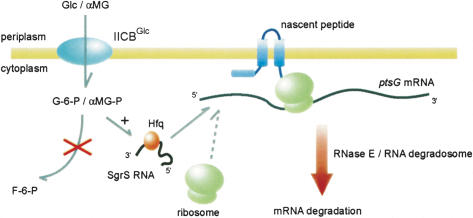 Figure 10.