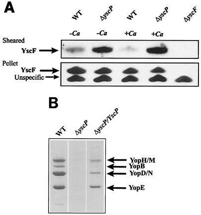 FIG. 1.