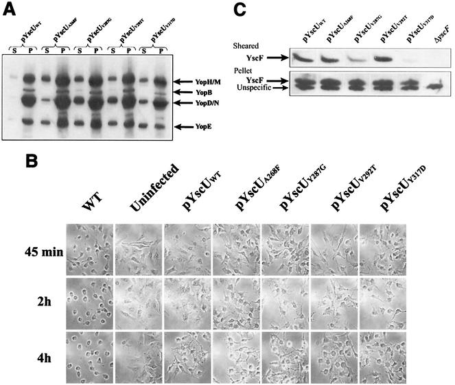 FIG. 4.