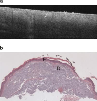 Fig. 5