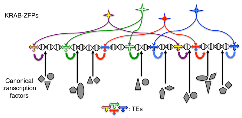 Fig. 6