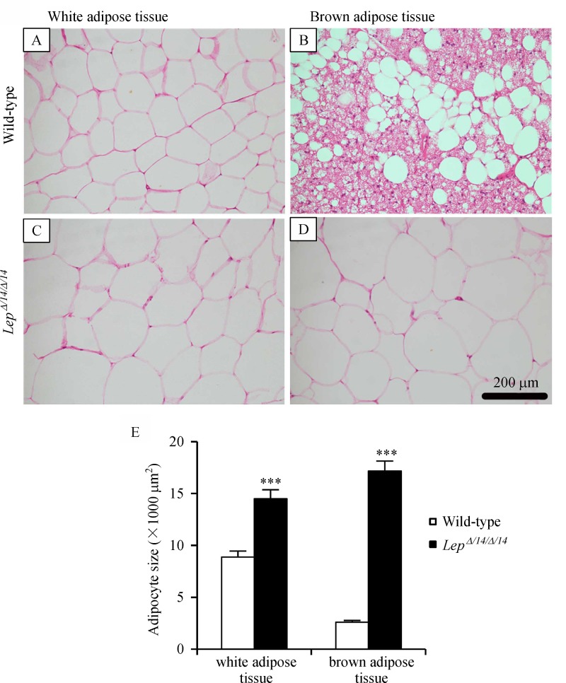 Fig.3