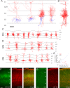 Figure 1—figure supplement 2.
