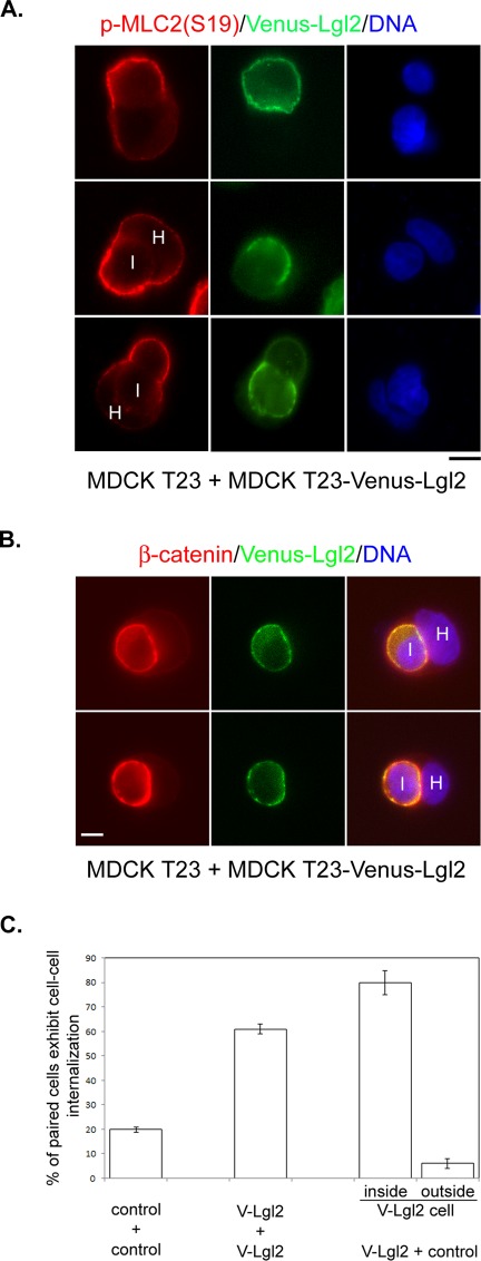 FIGURE 6: