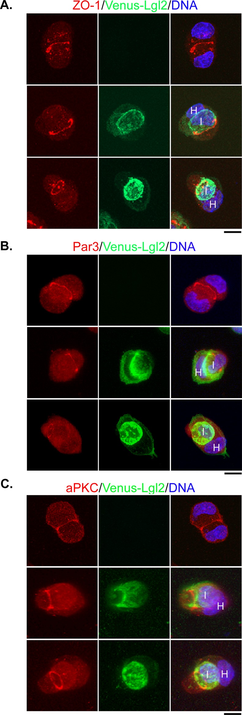 FIGURE 4: