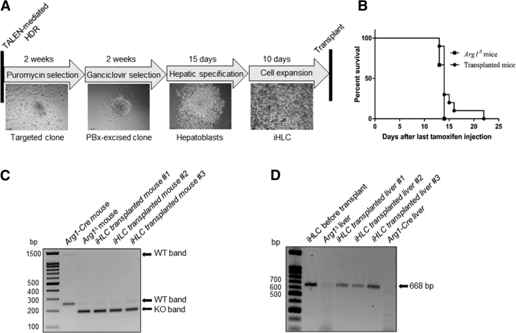 Figure 3