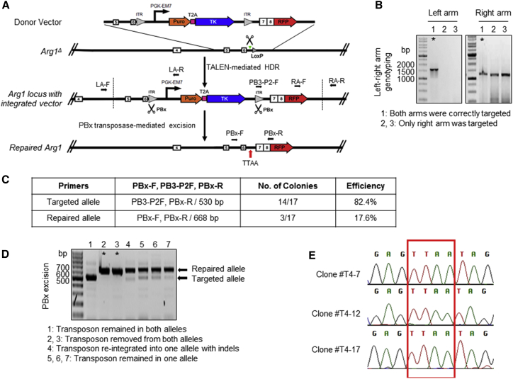 Figure 2