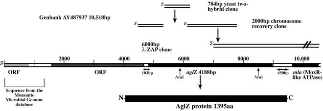 FIG. 1.