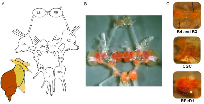 Figure 3.