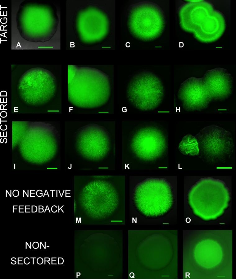 FIG 6 