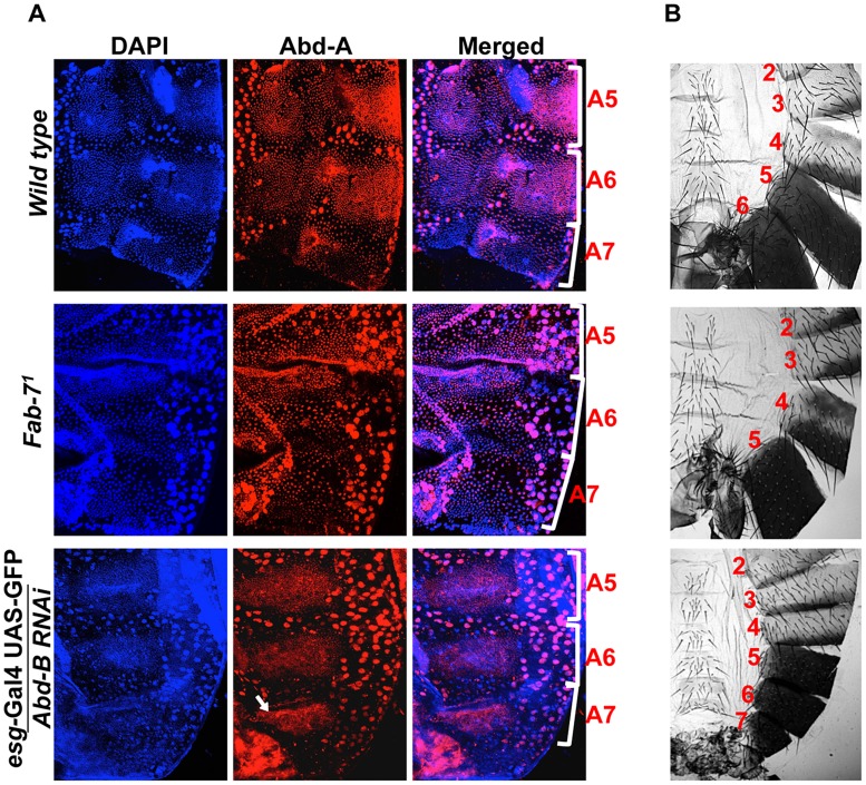 Figure 6