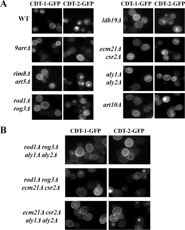 FIG 2