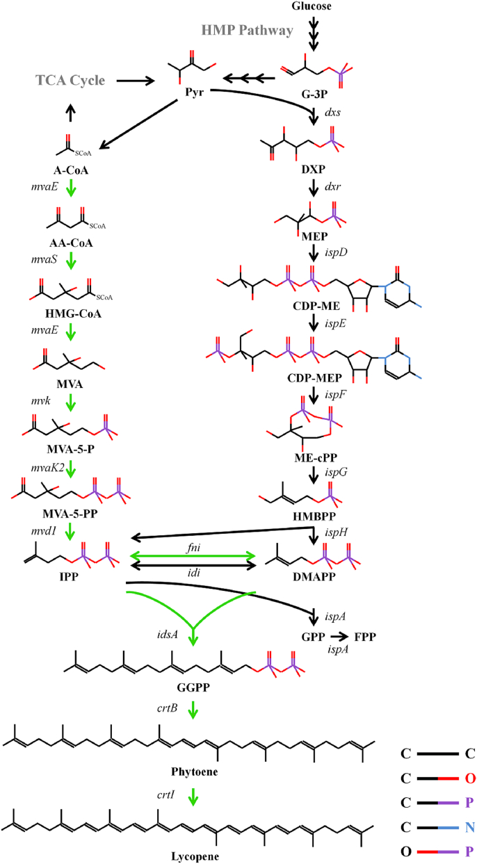 Fig. 1