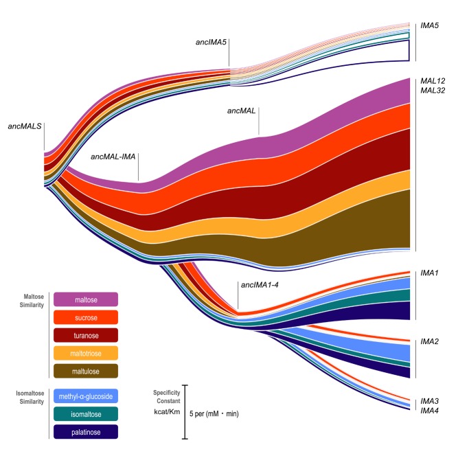 The ancestor of brewer's yeast contained one hydrolyase enzyme with broad but weak activity towards different sugars. During the course of more than 100 years of evolution, the gene encoding this enzyme was duplicated multiple times, with different copies evolving stronger and more specific activities.