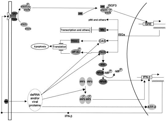 FIG. 4.