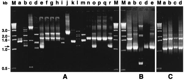 FIG. 1