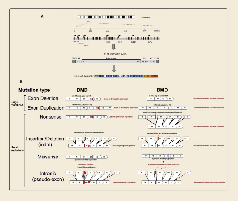 Figure 2