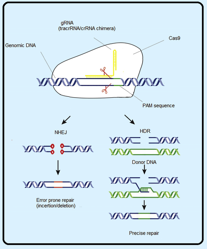 Figure 1