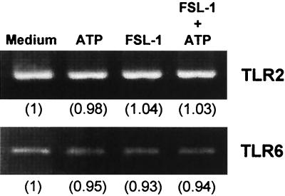 FIG. 6.