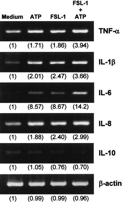 FIG. 3.