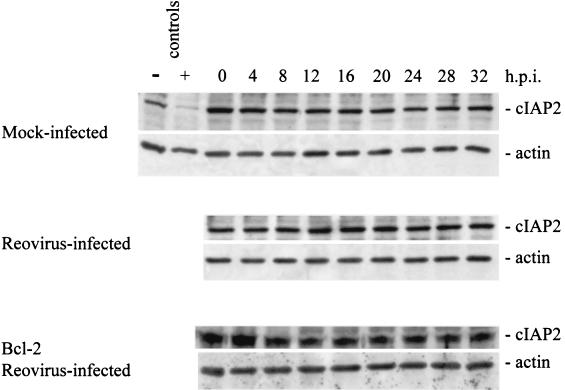 FIG. 8.