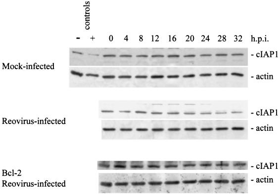 FIG. 7.