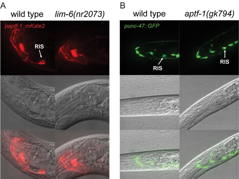 Figure 1—figure supplement 1.