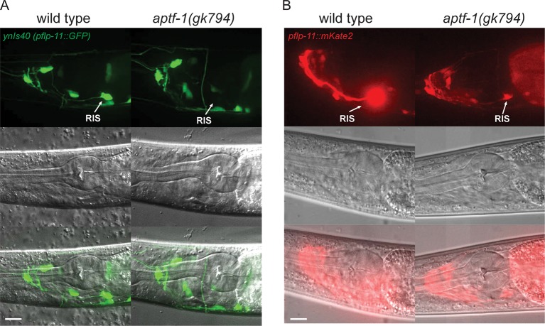 Figure 2—figure supplement 3.