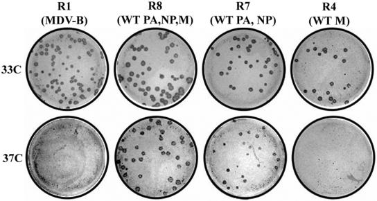 FIG. 2.