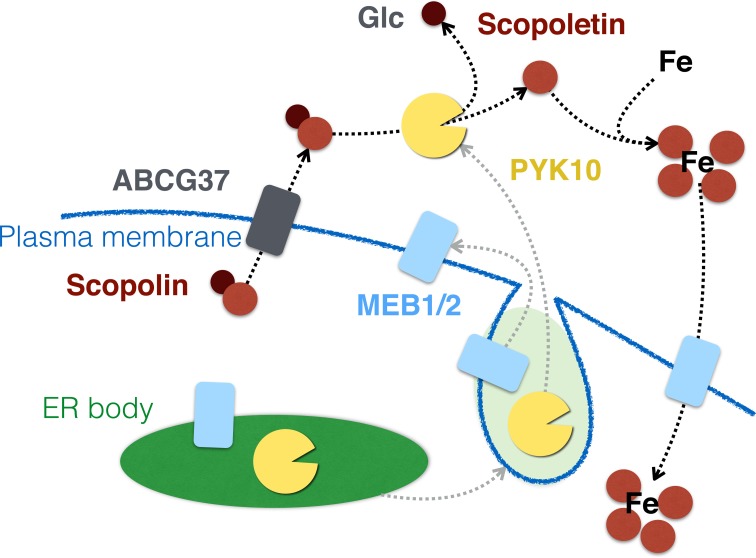 Figure 6